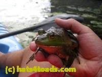 /home//u458753944/public_html/sourcegallery/////////////////////Frogs/More bullfrogs/DSCN8206.JPG